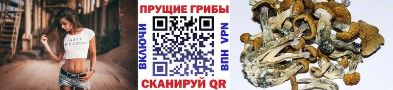 купить наркоту  Красноярск  Псилоцибиновые грибы мицелий 